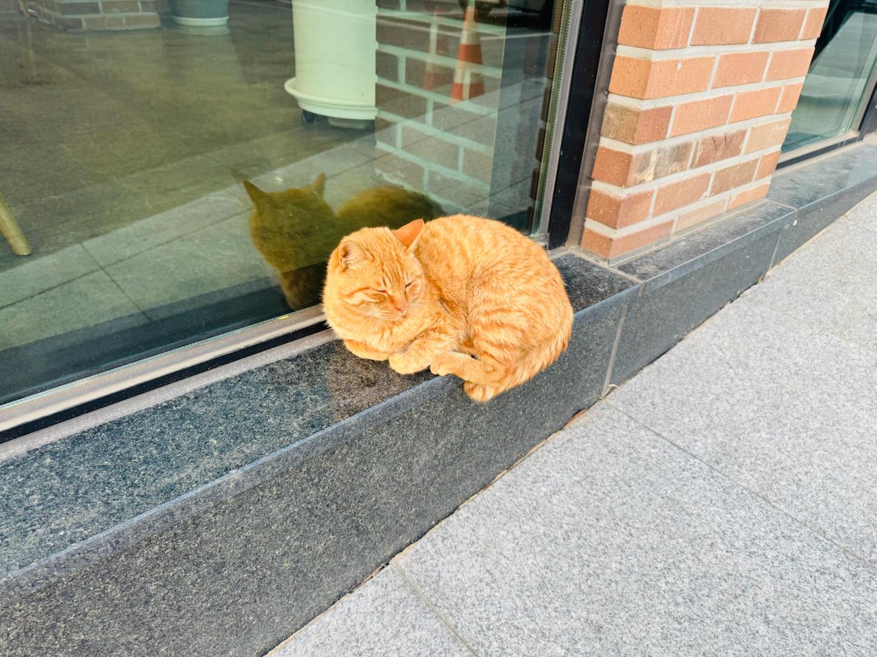그로운 베이커리 고양이