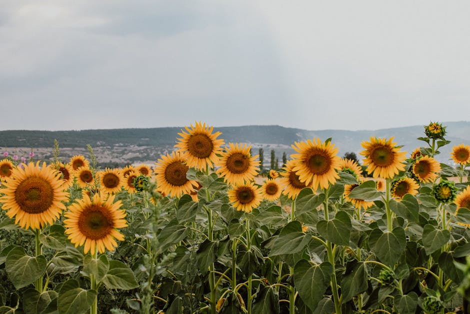 고현정 관련 이미지